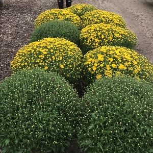 Meet your Posher, Adrian